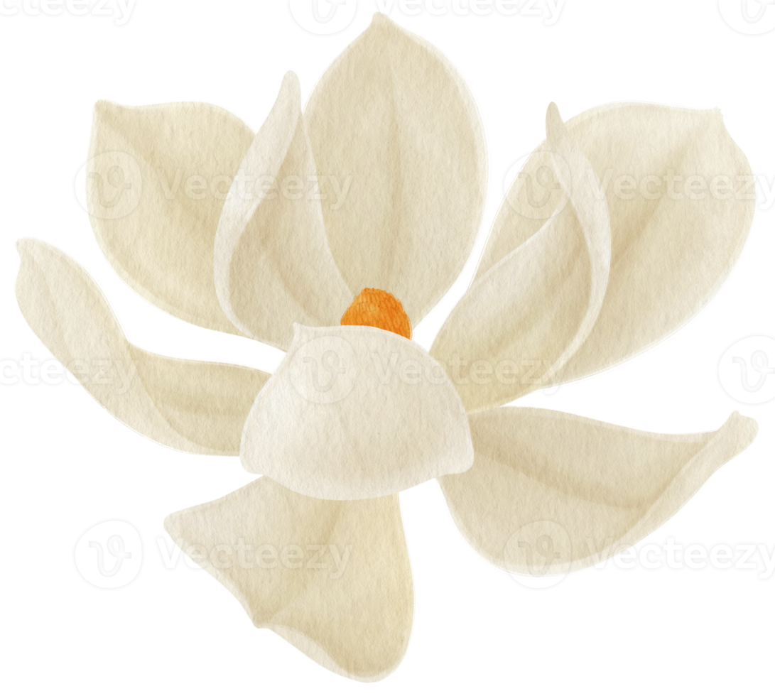 White magnolia flowers watercolor illustration png