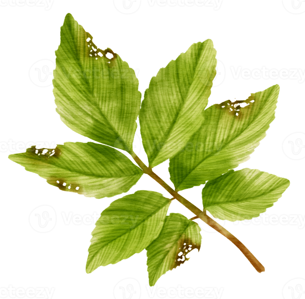 Branch of Green Leaf watercolor style for Decorative Element png