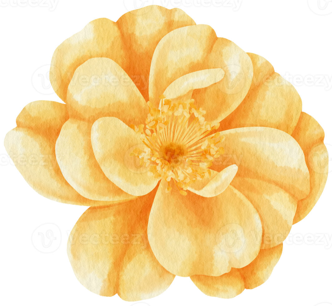 Orange rose flowers watercolor illustration png