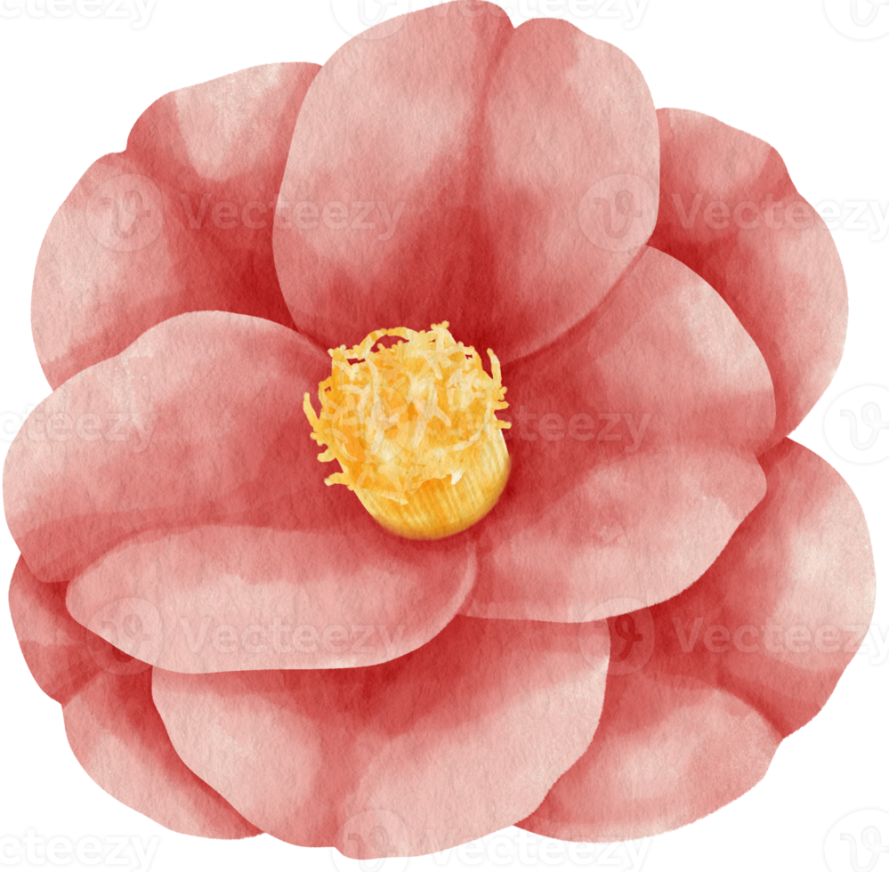 röd camellia blomma akvarell stil för dekorativa element png