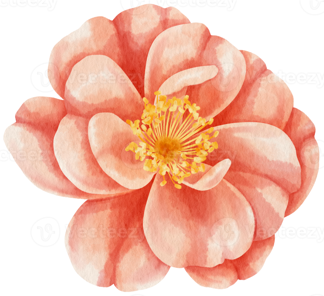 Red rose flowers watercolor illustration png