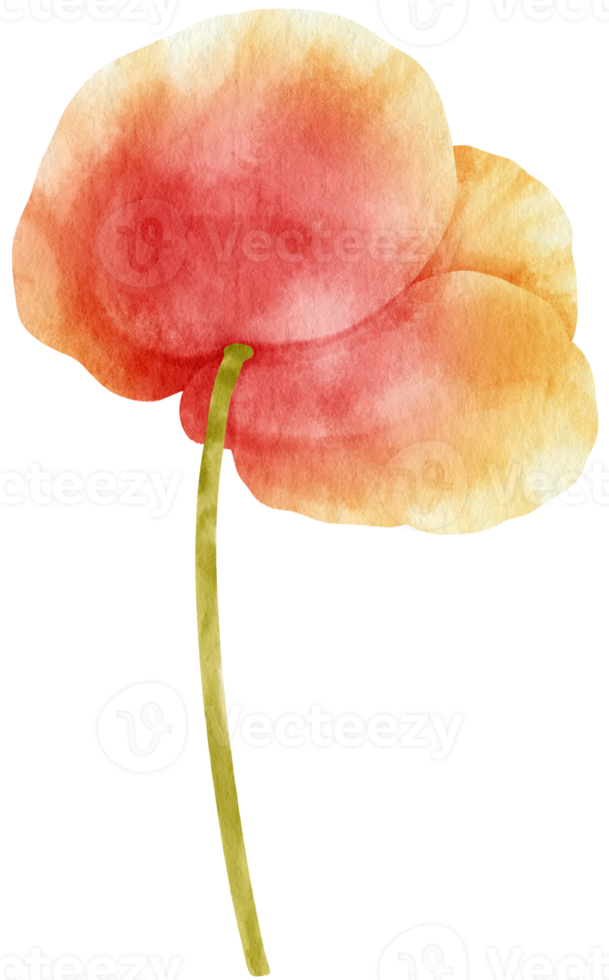 beautiful red poppy flowers watercolor illustration png