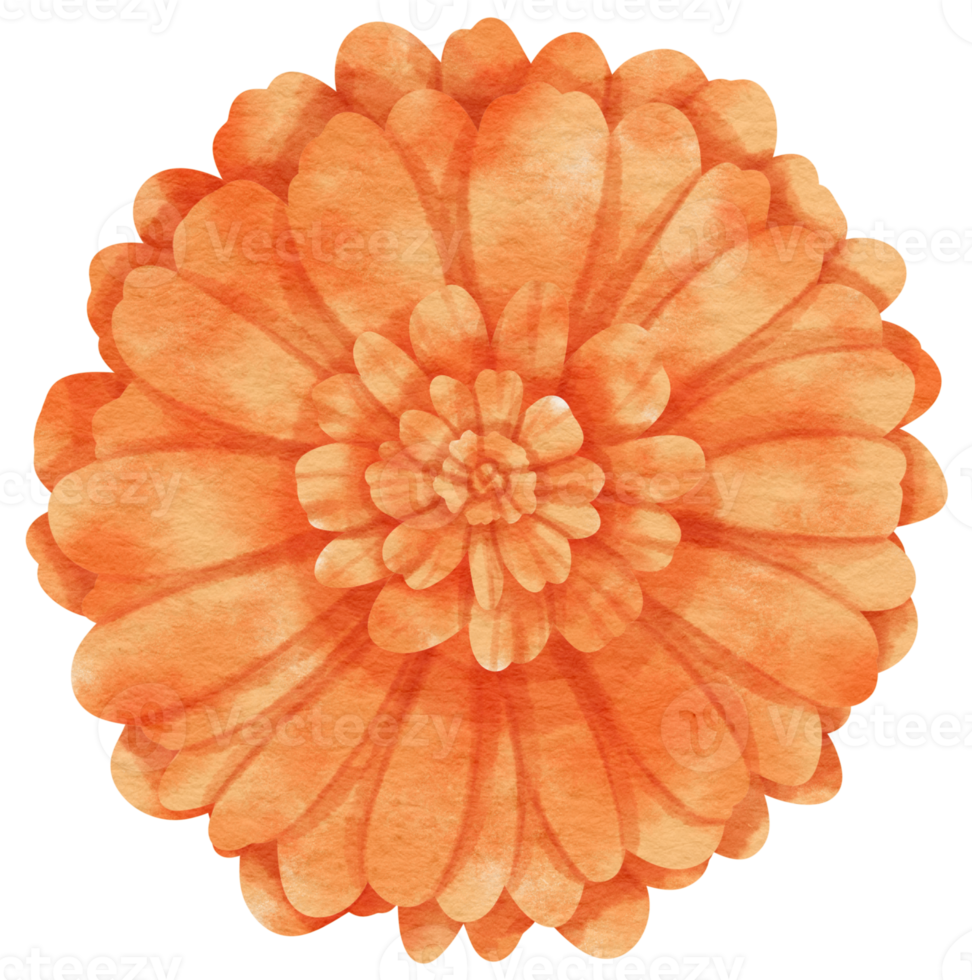 Orange flower watercolor painted for Decorative Element png