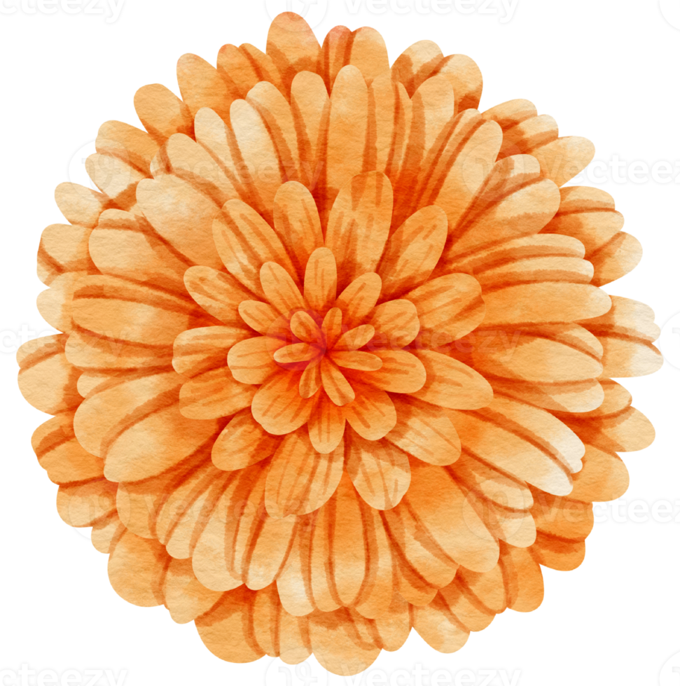 Orange flower watercolor painted for Decorative Element png