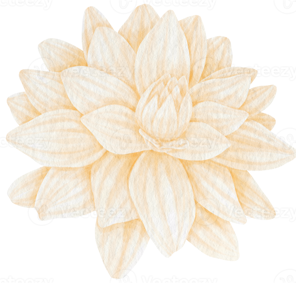 style aquarelle de fleur de dahlia blanc pour élément décoratif png