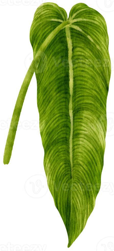 Anthurium leaf tropical watercolor illustration png