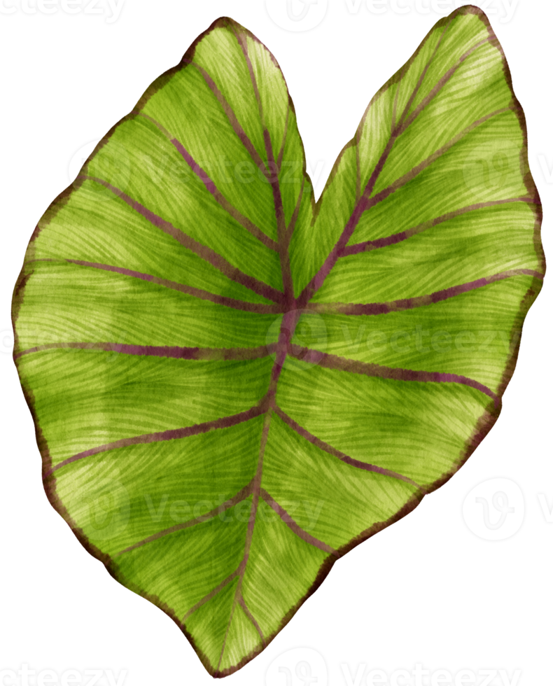 Colocasia tropical leaf watercolor illustration png