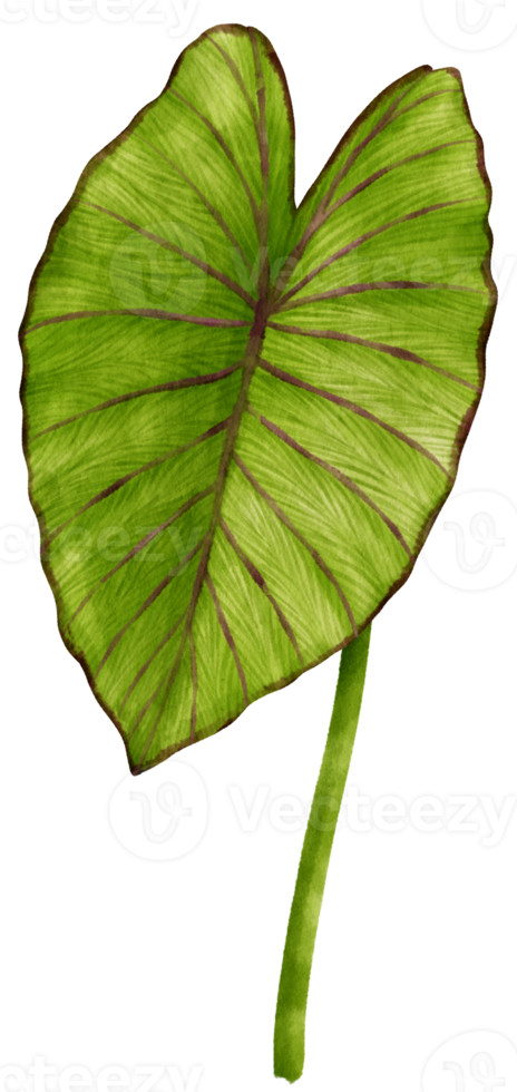 colocasia tropische blattaquarellillustration png