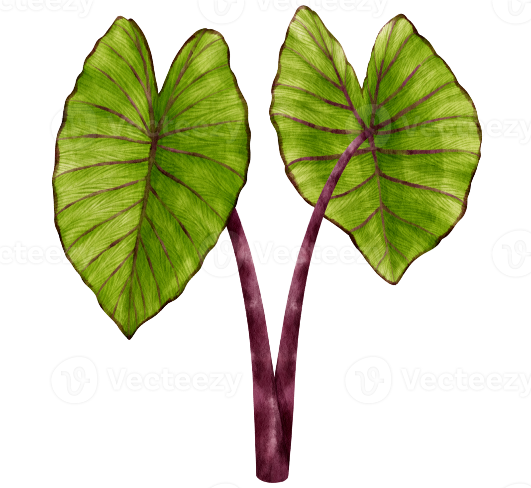 aquarellillustration der tropischen pflanze colocasia png