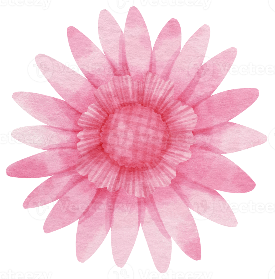 Pink flower watercolor painted for Decorative Element png