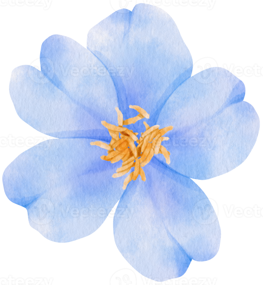 blue flowers watercolor illustration png