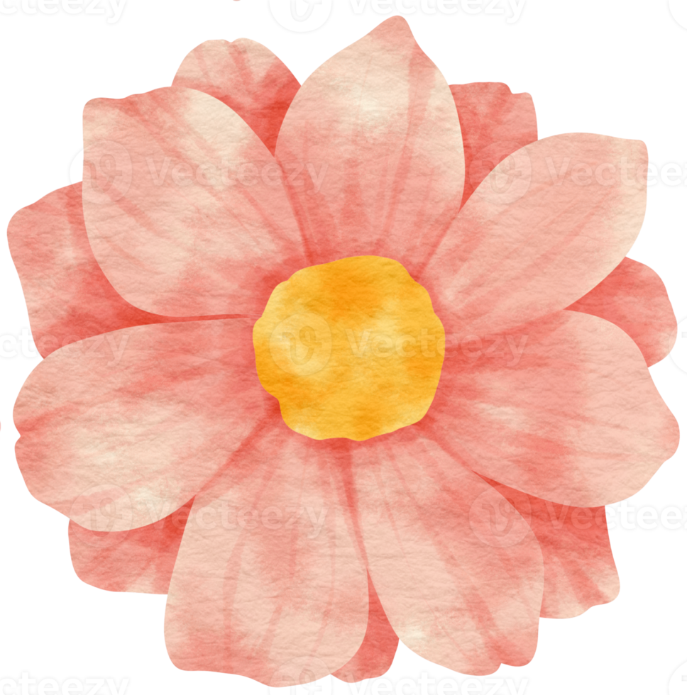 Pink flower watercolor painted for Decorative Element png