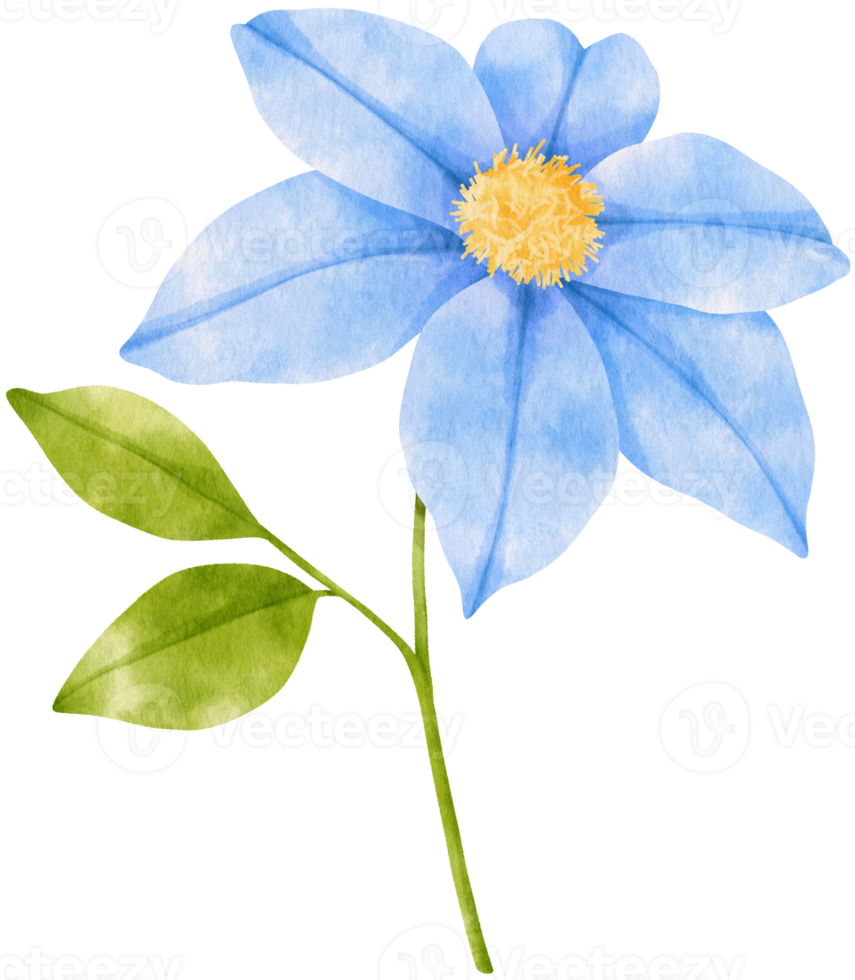 blå klematis blommor akvarell illustration png