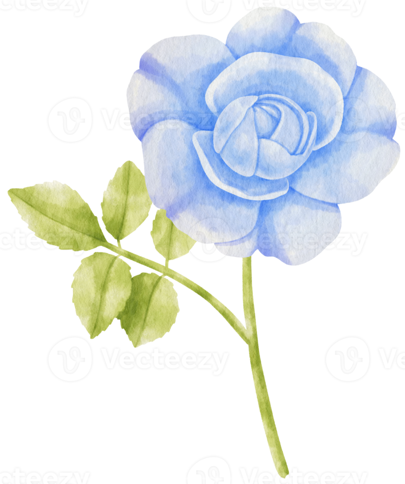 rose blue flowers watercolor illustration png