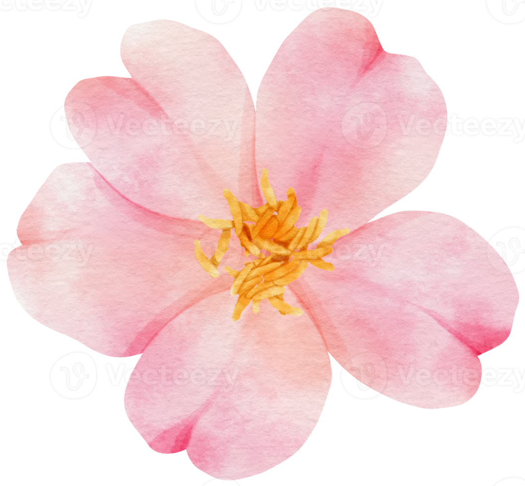 Pink blossom flowers watercolor illustration png