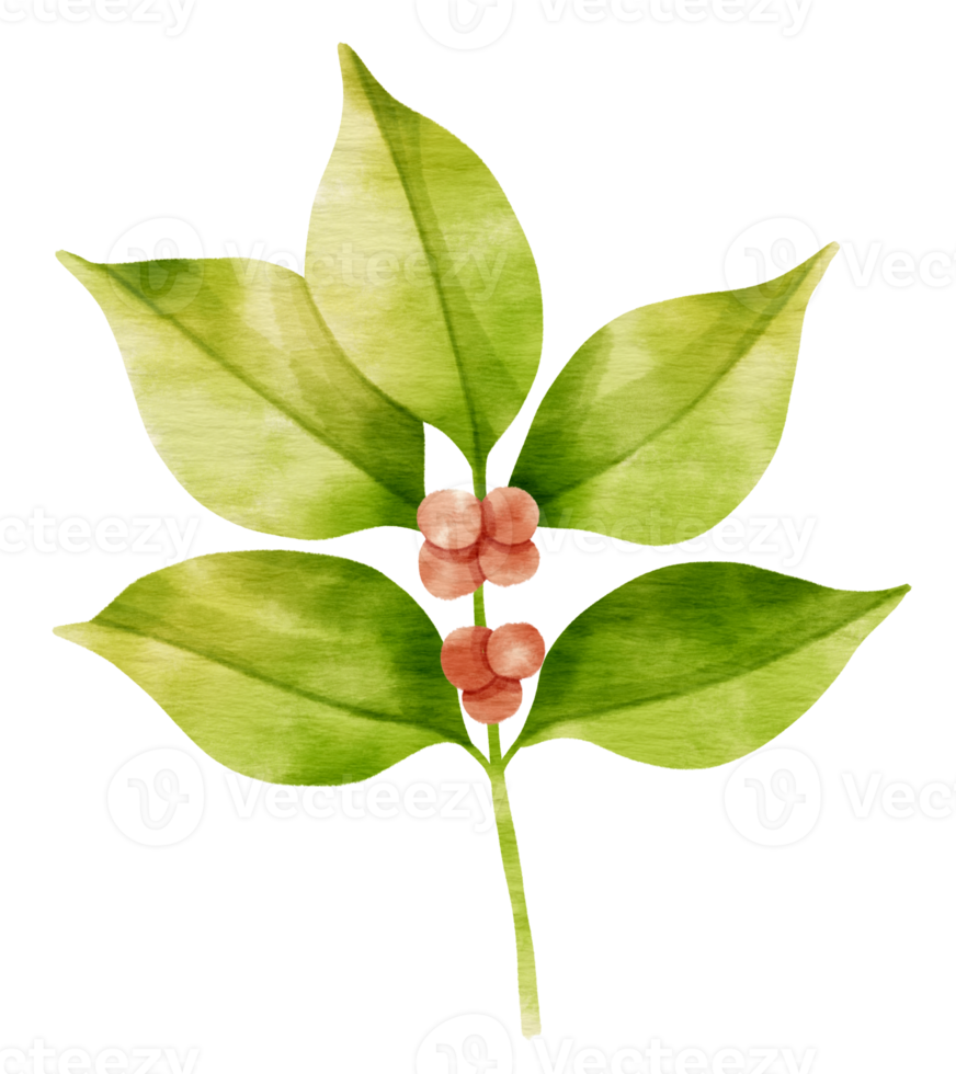 Branch of Green Leaf watercolor style for Decorative Element png