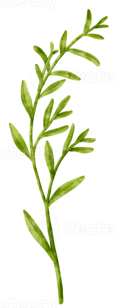 Branch of Green Leaf watercolor style for Decorative Element png