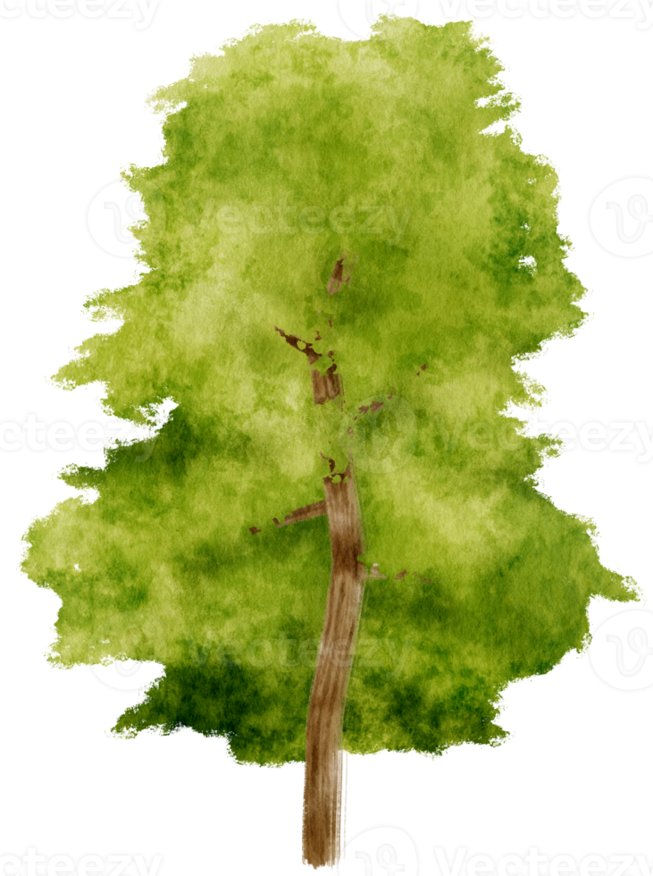 illustration aquarelle arbre pour élément décoratif png