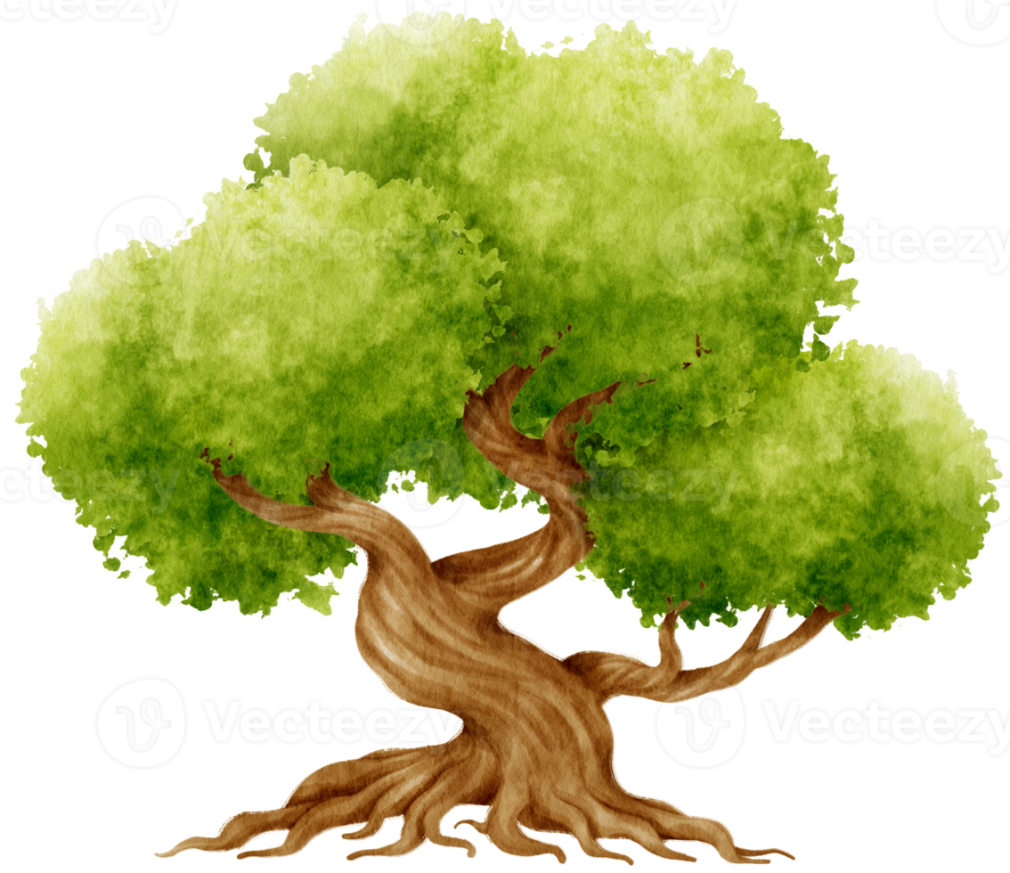 Tree watercolor illustration for Decorative Element png