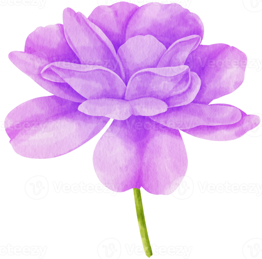 Purple rose flowers watercolor illustration png