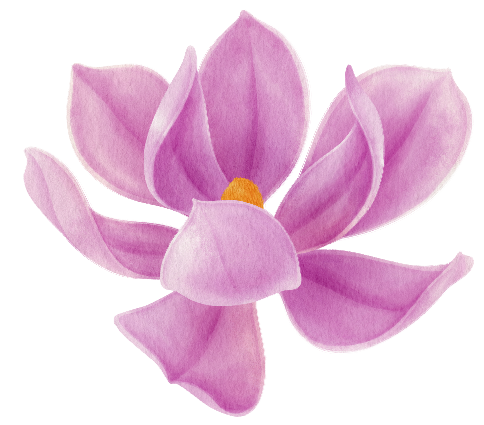 Free ilustración de acuarela de flores de magnolia púrpura 9788026 PNG with  Transparent Background