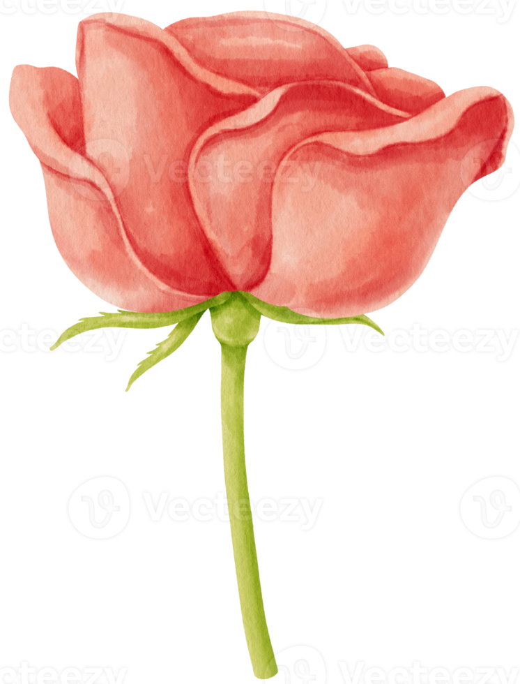 ilustração em aquarela de flores rosas vermelhas png