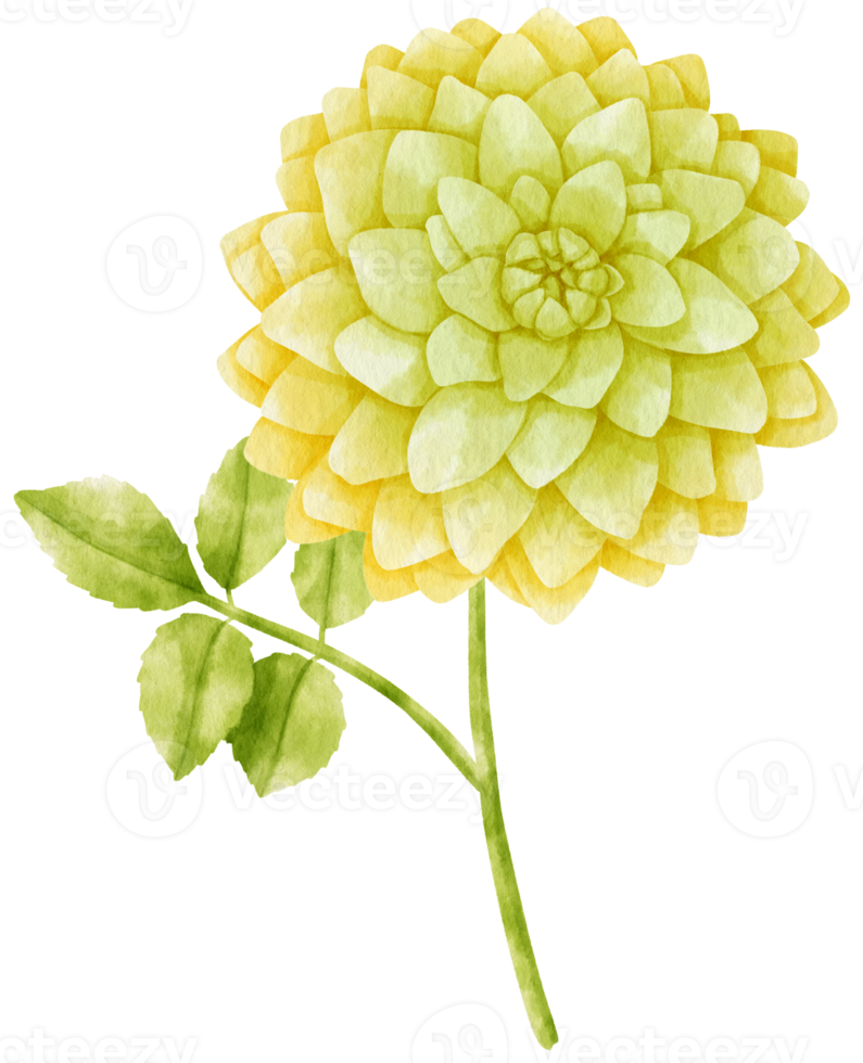beautiful dahlia flowers watercolor illustration png