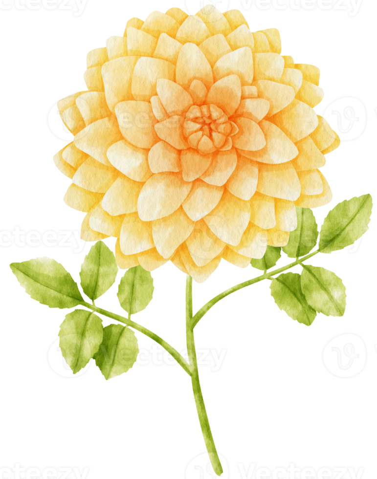 Yellow dahlia flowers watercolor illustration png