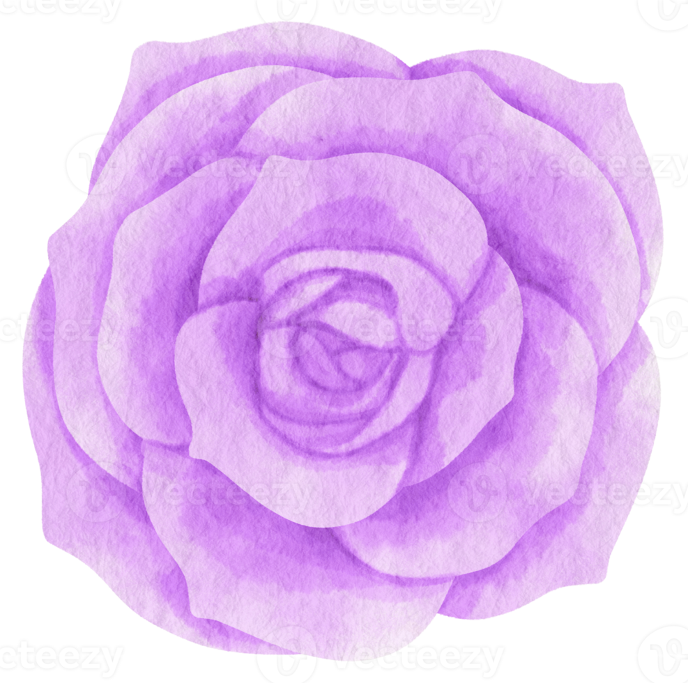 aquarelle de fleur rose pourpre peinte pour élément décoratif png