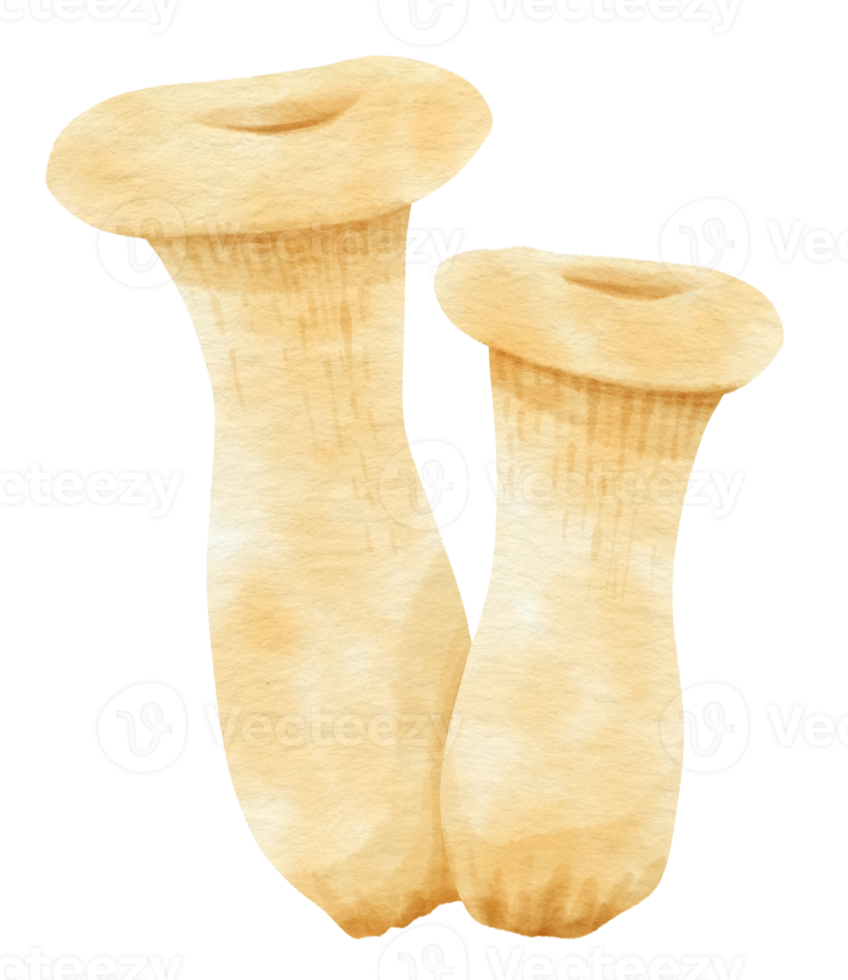 autunno di funghi commestibili in acquerello per elemento decorativo png