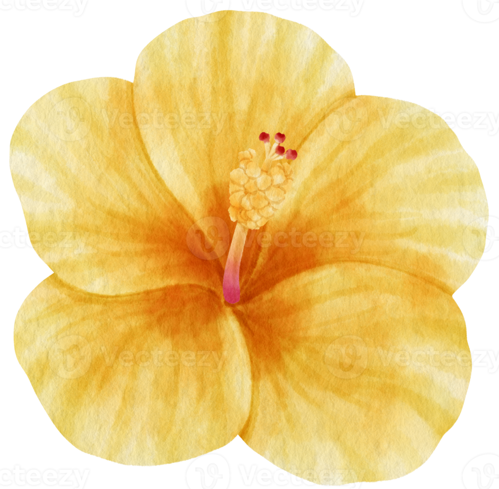 Yellow hibiscus flower watercolor style for Decorative Element png