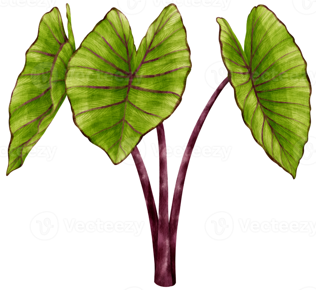 Colocasia tropical plant watercolor illustration png