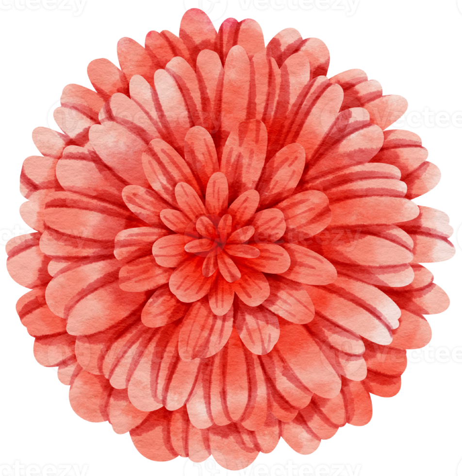 Red flower watercolor painted for Decorative Element png