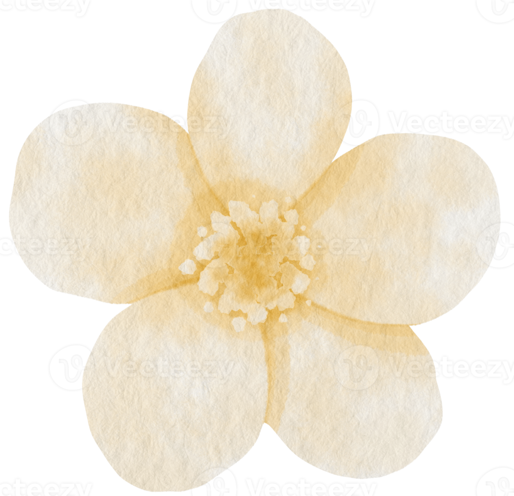 White flower watercolor painted for Decorative Element png