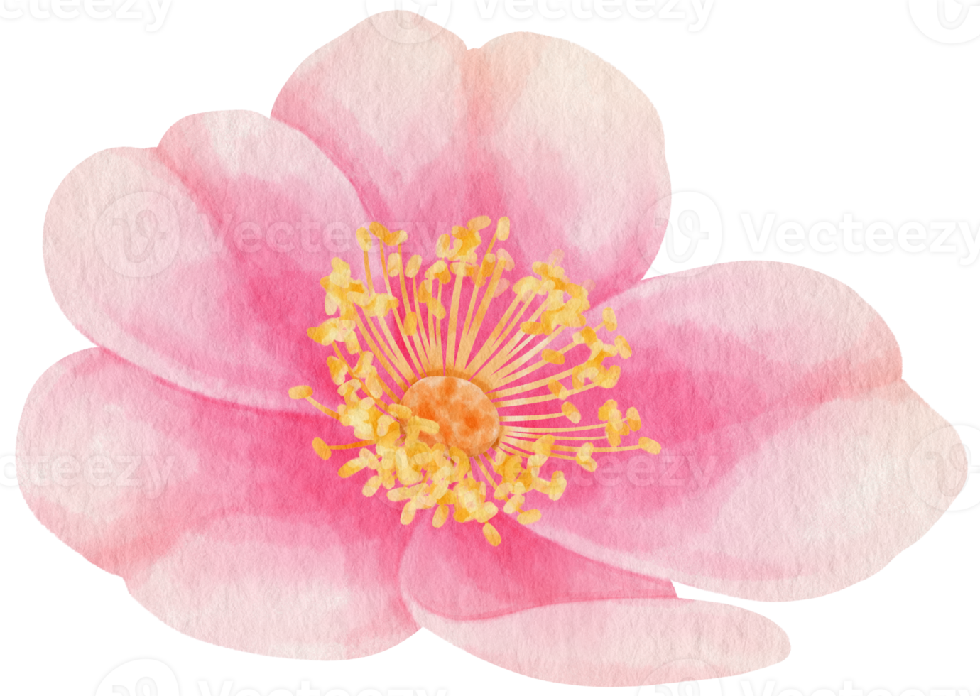 Pink rose flowers watercolor illustration png