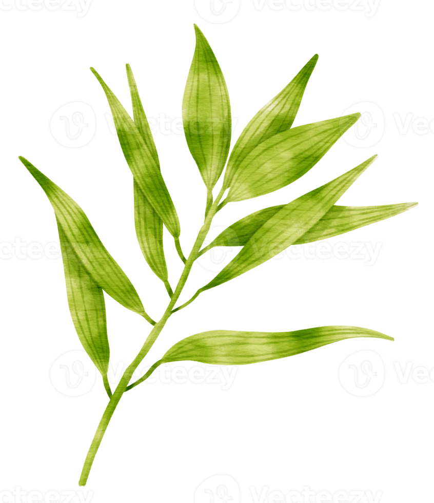 Branch of Green Leaf watercolor style for Decorative Element png