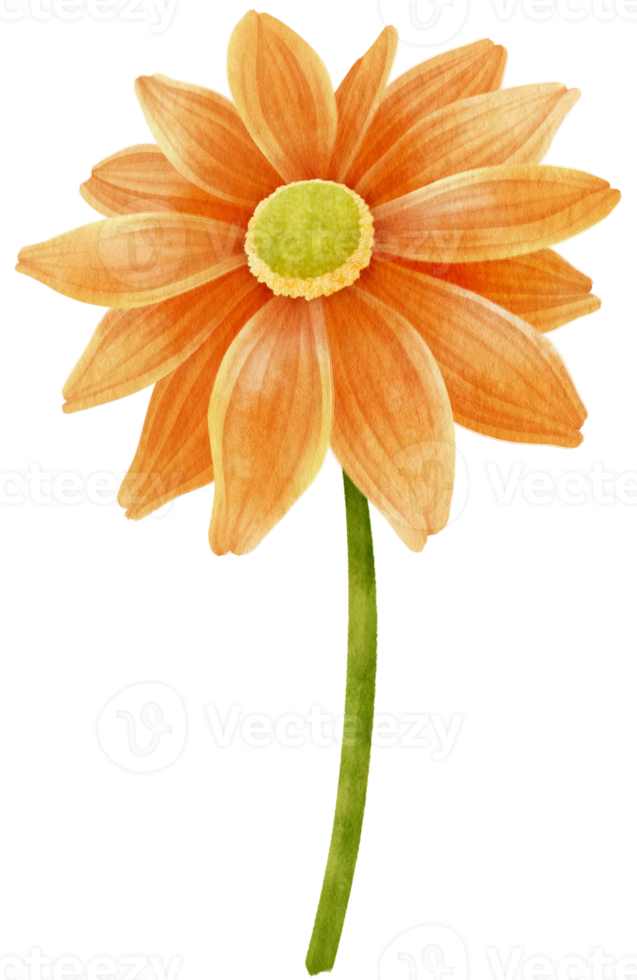 orange blommor akvarell illustration png