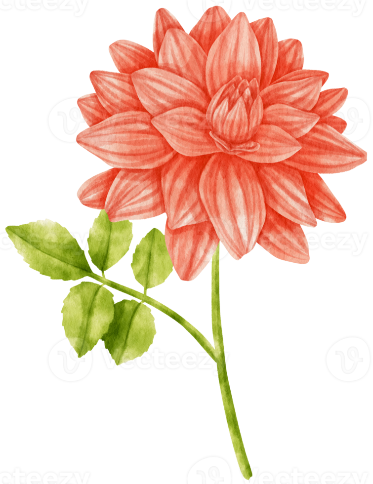 Red dahlia flowers watercolor illustration png