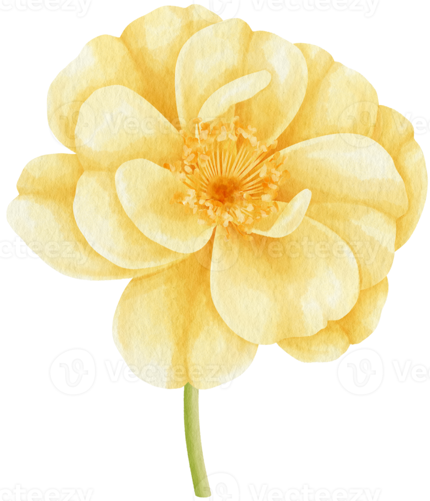 Yellow rose flowers watercolor illustration png