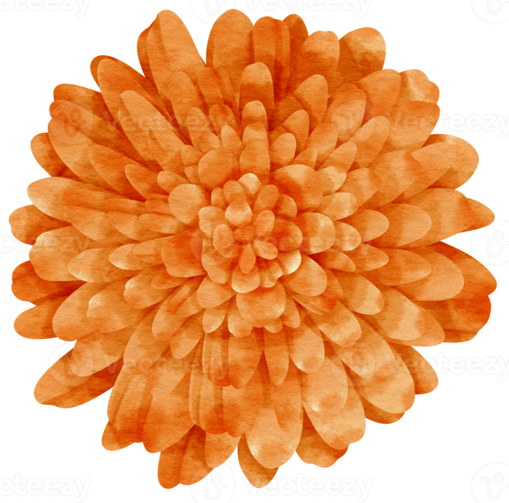 Orange flower watercolor painted for Decorative Element png