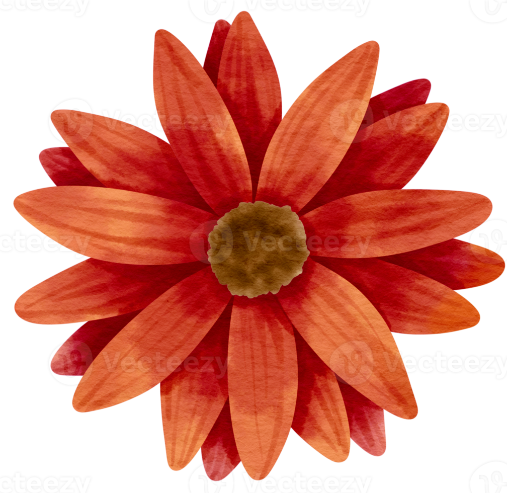 Red flower watercolor painted for Decorative Element png
