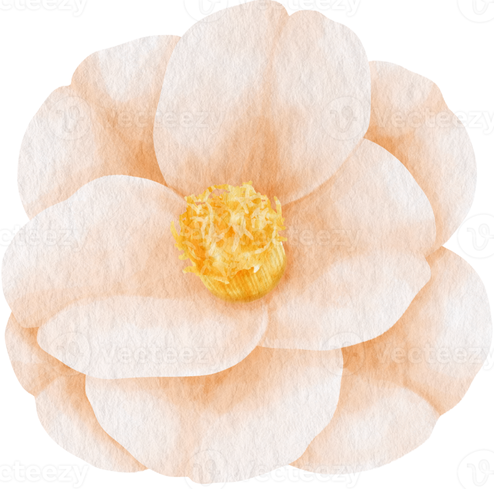 White camellia flower watercolor style for Decorative Element png