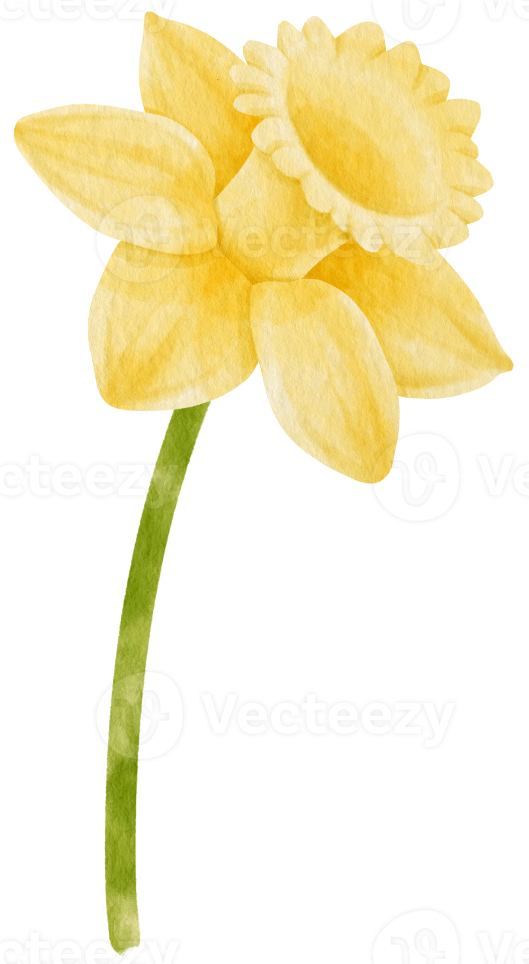 Yellow Daffodil flower watercolor style for Decorative Element 9788354 PNG