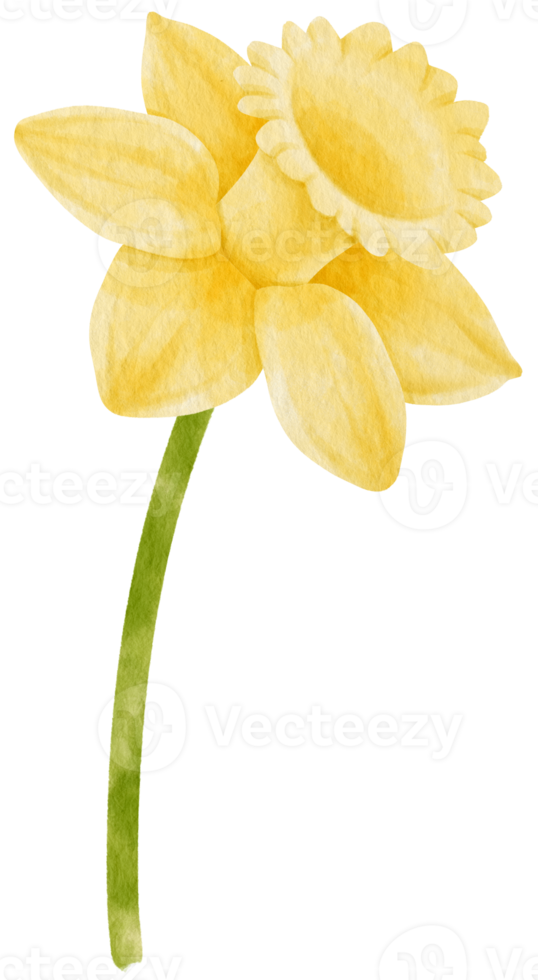 Yellow Daffodil flower watercolor style for Decorative Element png