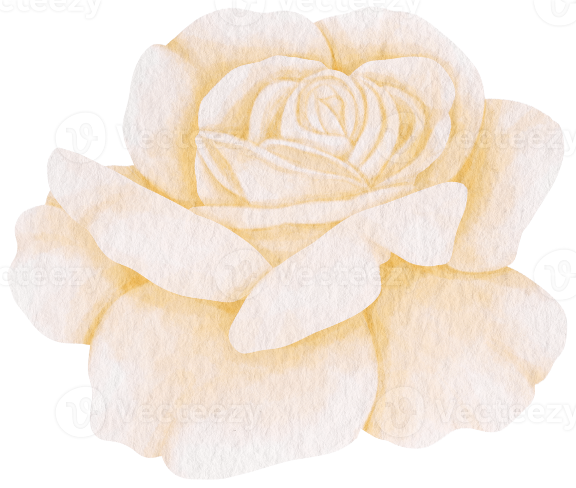 estilo de acuarela de flor rosa blanca para elemento decorativo png