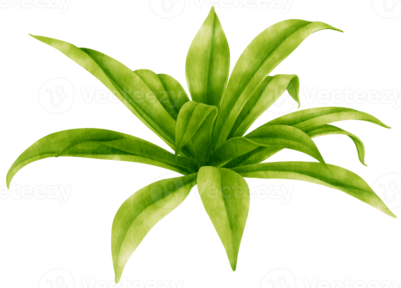 Foxtail agave houseplant watercolor illustration png
