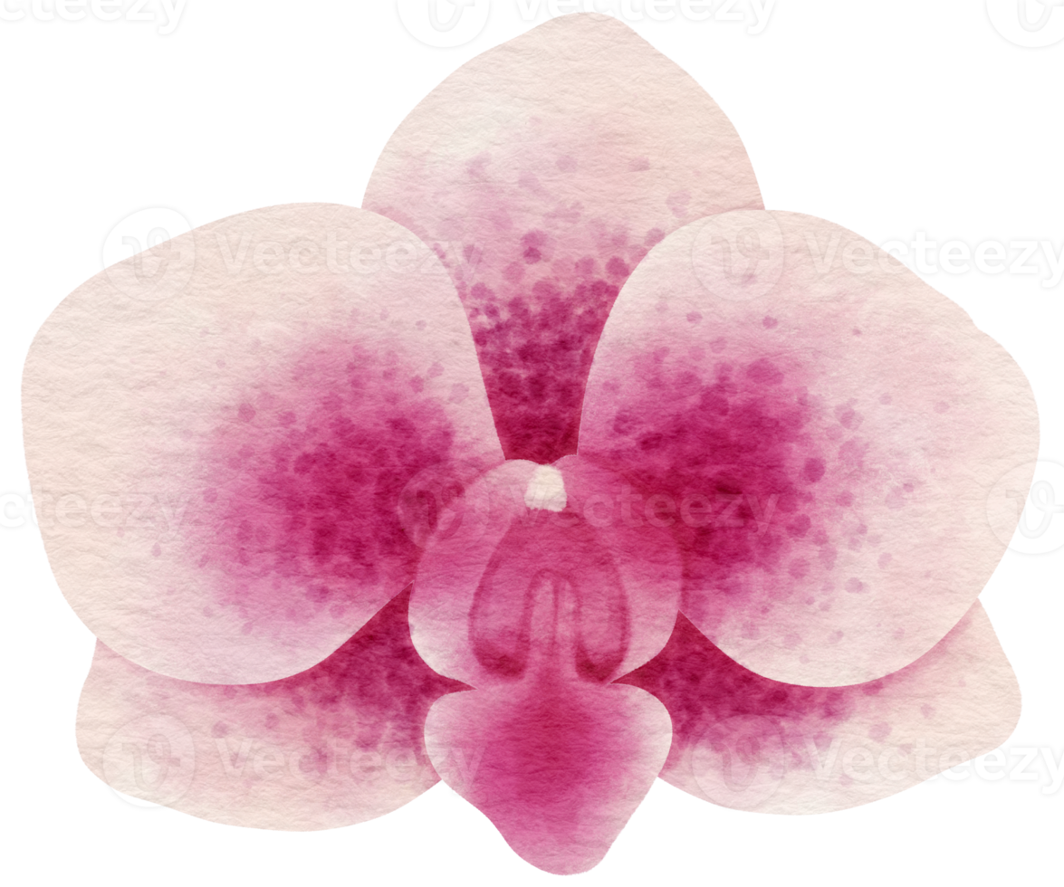 Pink flower watercolor painted for Decorative Element png