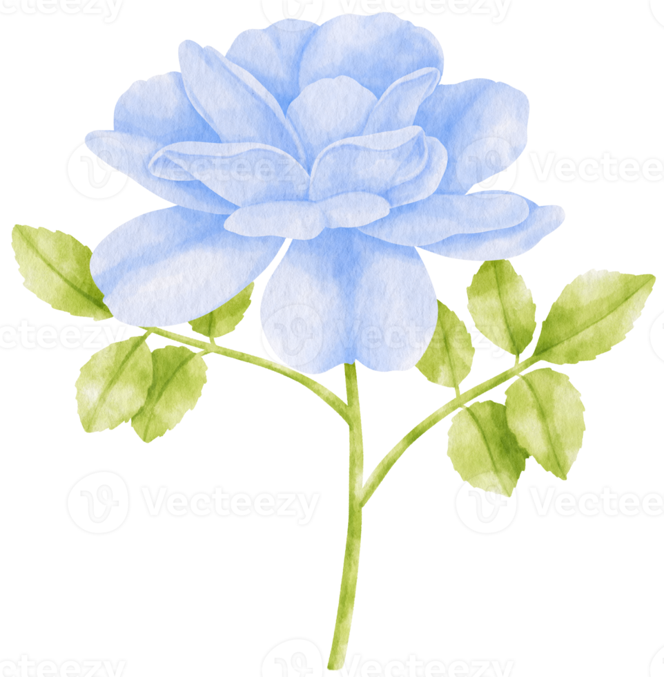 illustration aquarelle de fleurs bleues roses png