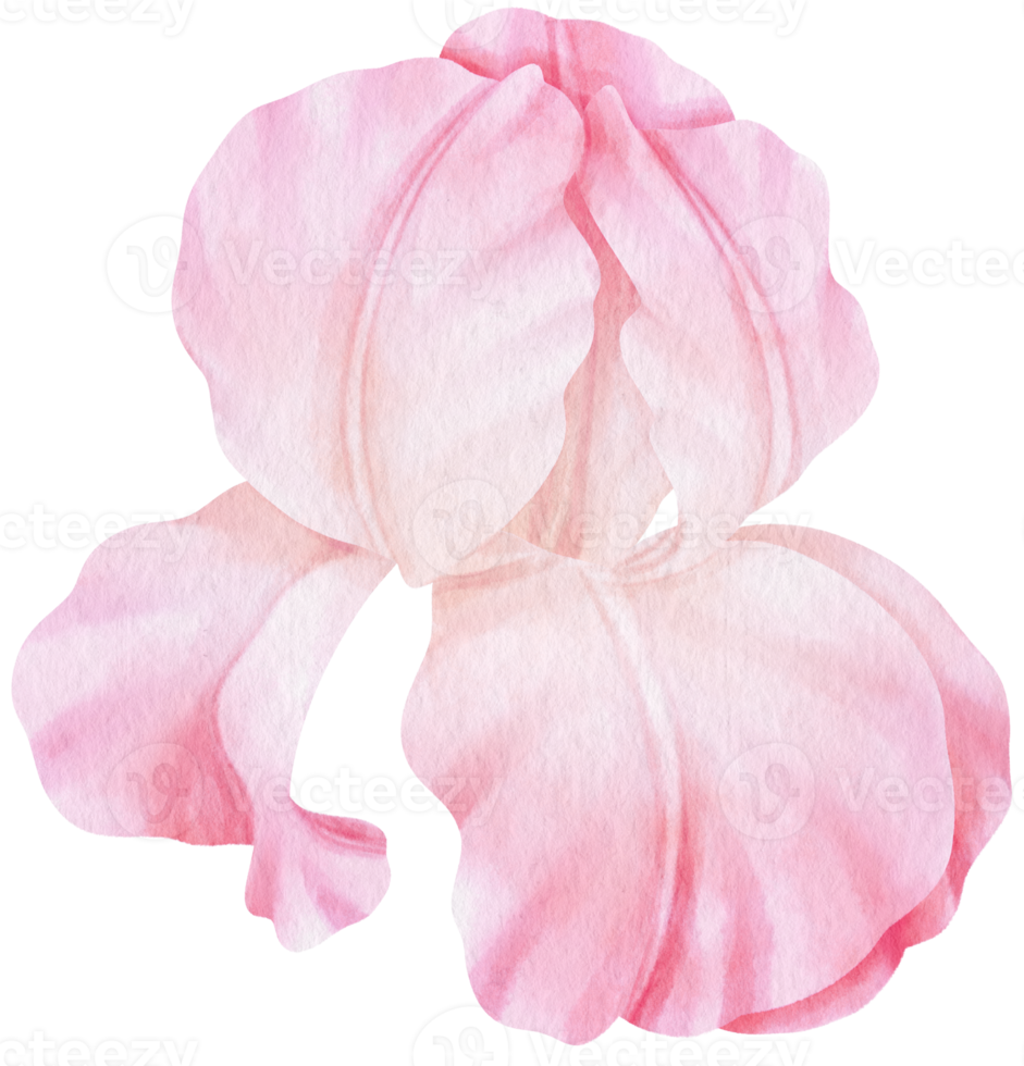 rosa iris blommor akvarell illustration png