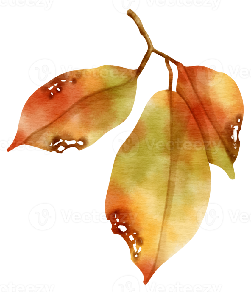 Branch of autumn orange Leaf  watercolor style for Decorative Element png